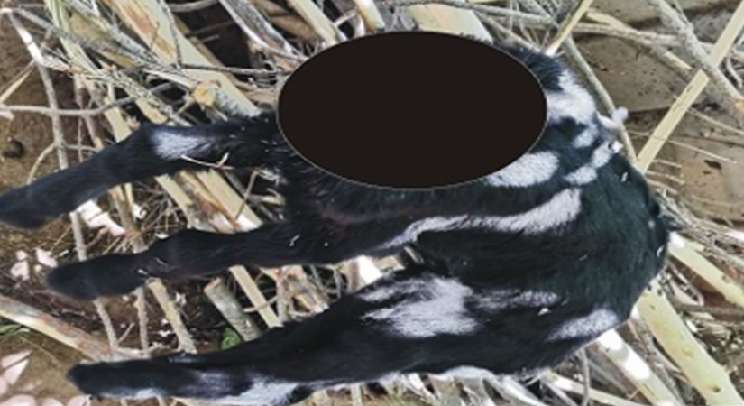 Denizli’de görenleri dehşete düşüren olay