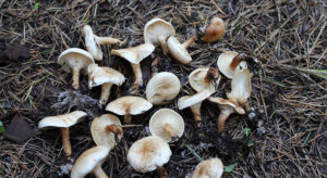 Denizli’de mantar can aldı