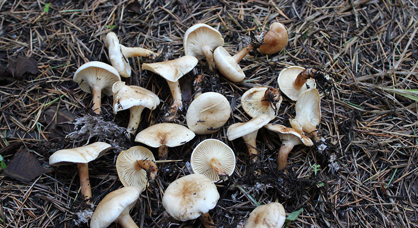 Denizli’de mantar can aldı