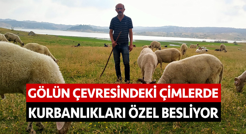 Gölün çevresindeki çimlerde kurbanlıkları özel besliyor