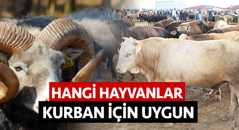 Hangi hayvanlar kurban için uygun