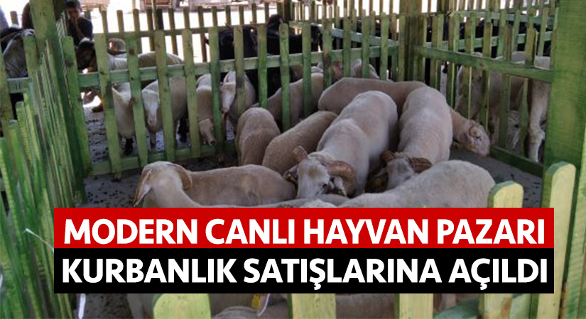 Modern canlı hayvan pazarı kurbanlık satışlarına açıldı  