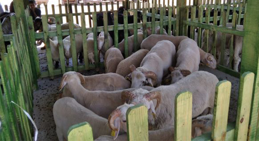 Modern canlı hayvan pazarı kurbanlık satışlarına açıldı  