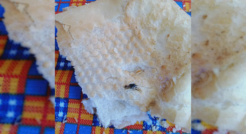 Denizli’de ekmekten çıkan pes dedirtti