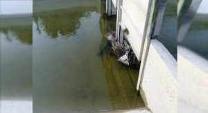 Denizli’de kayıp çocuk vakasından acı haber            