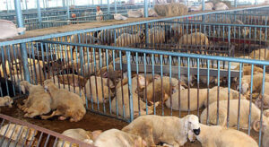 Denizli’de kurban pazarında kurban var fakat alıcı yok