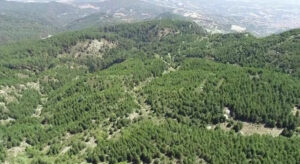 Denizli’de ormanlık alanlara giriş kısıtlandı! Valilik yeni kararları duyurdu