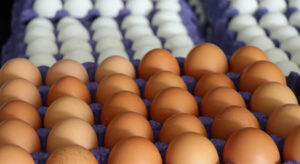Yumurta fiyatlarına zam yolda!