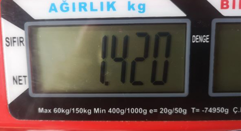 Ata tohumu domates bir tanesi 1 kilodan fazla geliyor!