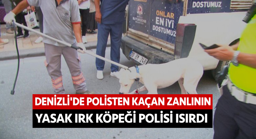 Denizli’de polisten kaçan zanlının yasak ırk köpeği polisi ısırdı