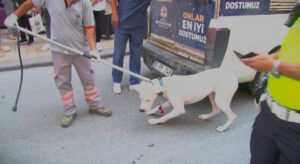 Denizli’de polisten kaçan zanlının yasak ırk köpeği polisi ısırdı