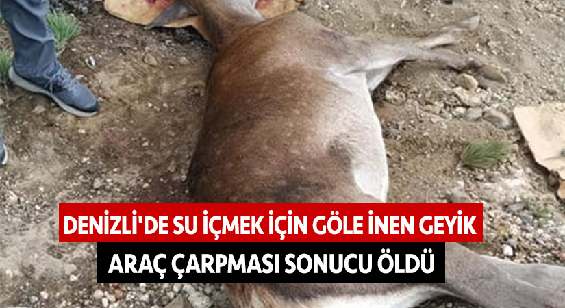 Denizli’de su içmek için göle inen geyik araç çarpması sonucu öldü