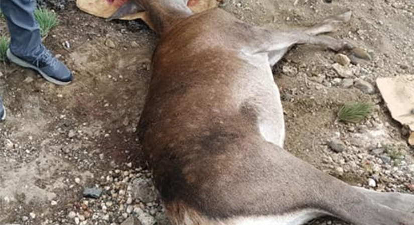 Denizli’de su içmek için göle inen geyik araç çarpması sonucu öldü