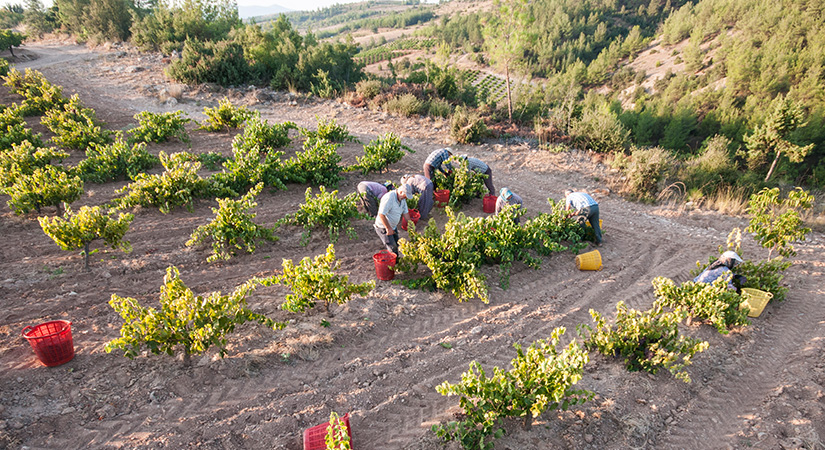 Üzüm fiyatlarını düşük bulan Başkan’dan üreticilere ‘Kantar’ desteği