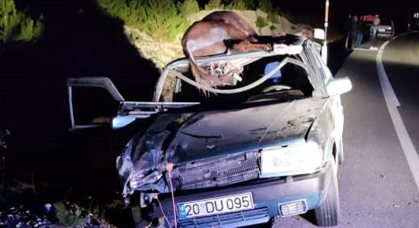 Denizli’de otomobil eşeğe çarptı; 1 kişi öldü!